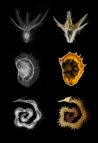 Illustration for article titled The Year's Best Visualizations of Scientific Concepts